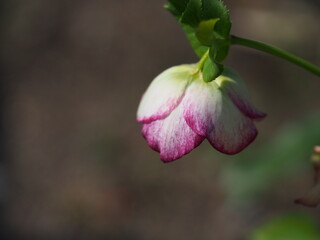 クリスマスローズの花とコピースペース