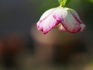 クリスマスローズの花とコピースペース