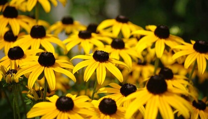 A vibrant cluster of golden-yellow coneflowers, showcasing their intricate dark-brown centers and delicate petals, creates a cheerful and sunny garden scene.