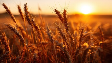 Naklejka premium Wheat Fields Glow in Golden Sunlight During Sunset Near Rural Countryside Landscape