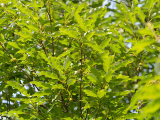 実を付けた夏のクヌギ