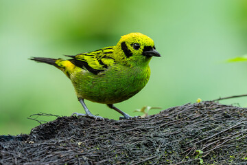 Vibrant Emerald Tanager on a Tree Branch in Tropical Forest