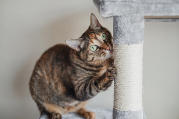 キャットタワーで爪を爪研ぎをする猫