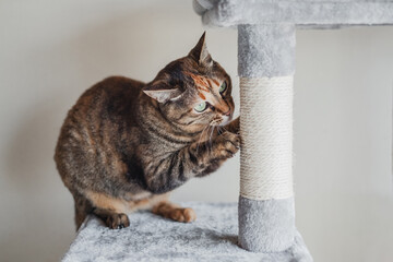 キャットタワーで爪を爪研ぎをする猫