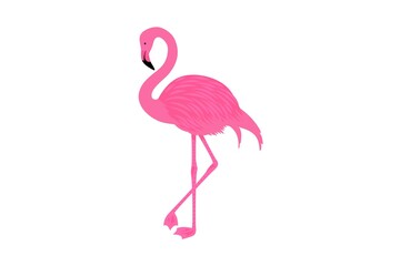 pink flamingo isolated on white