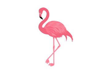 Obraz premium pink flamingo isolated on white