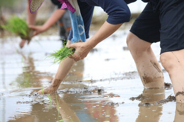 田植えをする女性