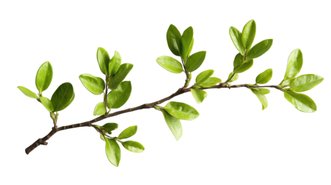 The image displays a branch of a plant, likely Gum Bumelia (Sideroxylon lanuginosum), also known by common names like gum bully  on white background 