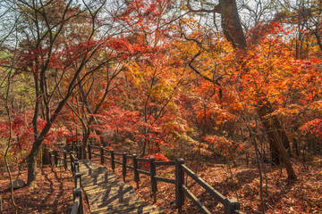 Seoul South Korea, red maple tree leaf at Samcheong Park in autumn season