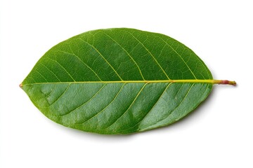 Obraz premium Close-up of a vibrant green, oval-shaped leaf