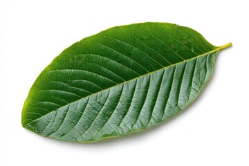 Obraz premium A vibrant green leaf, smooth texture, with prominent veins, lies flat against a white background