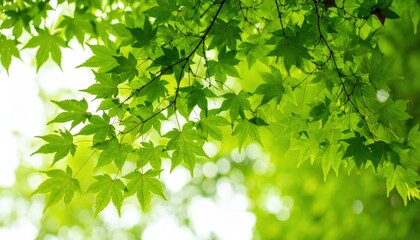 Fototapeta premium Bright green Japanese maple leaves on branches against a soft bokeh background