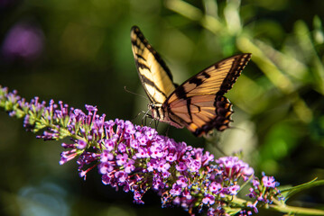 Eastern Tiger Swallowtail on purple flower