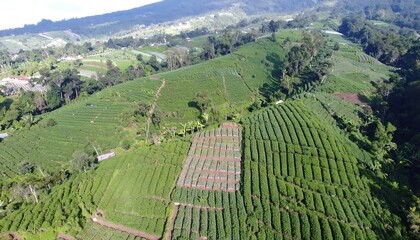 Fototapeta premium Lush green terraced fields of tea and other crops ascend a hillside, creating a stunning agricultural landscape.