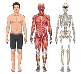 a full body anatomical illustration showing three layers of the male body muscle skeleton.
