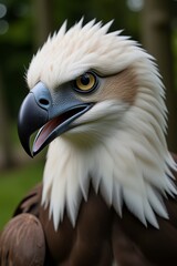 Fototapeta premium Close-up of a Majestic Philippine Eagle Head