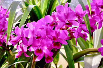 Sunlight on Bright Magenta Cattleya Orchids in Full Bloom in the Fall.