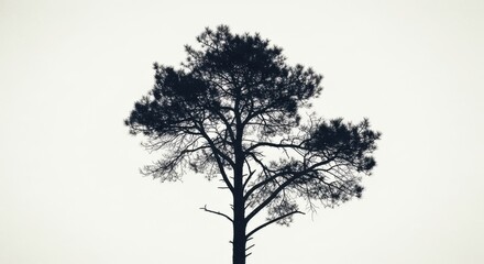 Silhouette of a Tall Pine Tree Against a Bright Overcast Sky