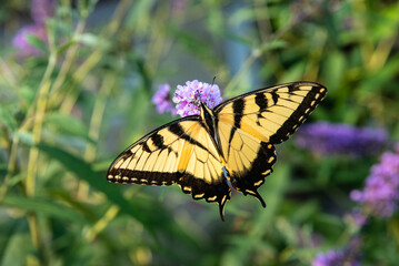 Eastern Tiger Swallowtail on purple flower