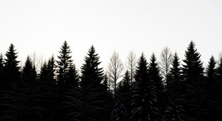 Silhouetted Pine Trees Forest in Winter with Snow-covered Branches and Overcast Sky