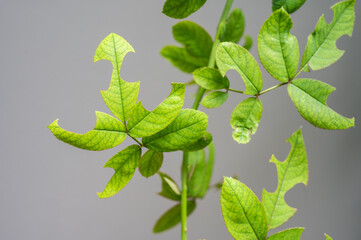 Rose leaves having damaged from leaf cutter bees (Megachile rotundata) or worm. A leaf may have a single disk removed or several.