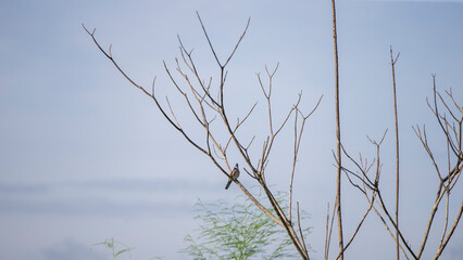 Bird on a branch in the morning, bird in the nature.