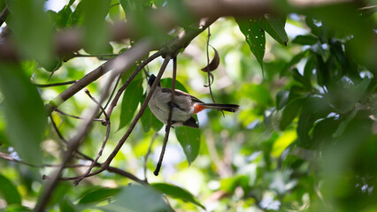 Obraz premium Bird on a branch in the morning, bird in the nature.