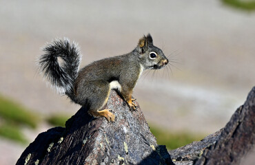 A Douglas Squirrel (Tamiasciurus douglasii) on rocky Church Peak in the Mount Rose Wilderness of Nevada.
