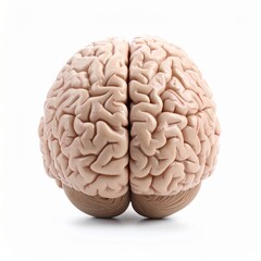 Realistic anatomical photo of human brain model isolated on white background for medical and educational use.