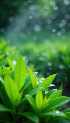 Obraz premium Close-up of water droplets on lush foliage from drip irrigation system, technology, sustainable