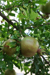 Pomegranates leafy tree.pomegranate on tree close-up vitamins. High quality photo