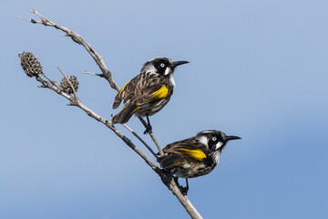 Australian New Holland Honeyeaters perched on tree branch