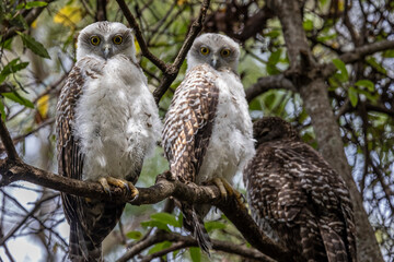 Australian Powerful Owl family roosting in forest canopy during daylight hours