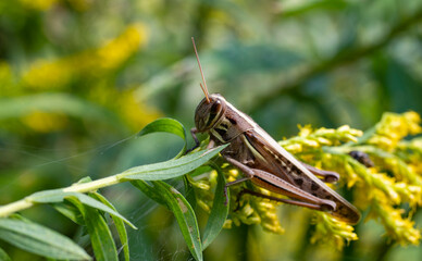 草むらにたたずむバッタ