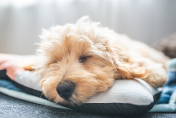 Cute Malipoo Puppy Sleeping on Pillow