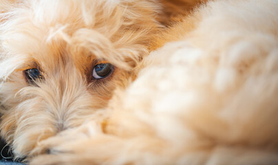 Cute Malipoo Puppy Hiding Face in Fur
