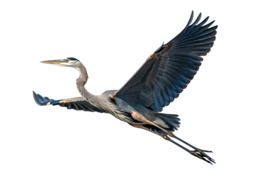 Great Blue Heron AI generated by PNG