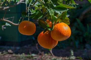 Ripe mandarines on a tree in the morning sun
