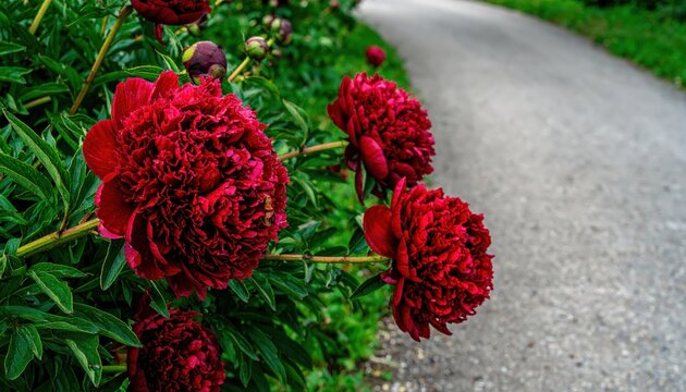 Vibrant red peonies border a paved path, creating a picturesque summer scene