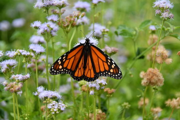 Monarch butterfly spread on mistflower