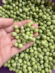 Hand holding fresh green peas with pile of ripe legumes close up