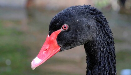 Fototapeta premium Close-up of a black swan's head with vibrant red beak and dark plumage