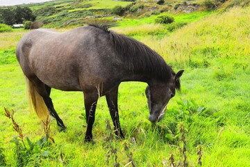 Brown Horse Grazing on Lush Green Grass in Countryside Field &mdash; Tranquil Rural Wildlife and Nature Photography