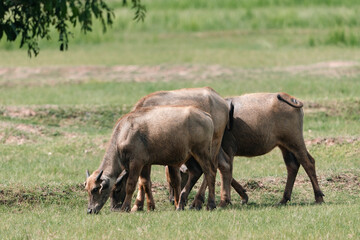 Fototapeta premium Thai buffalo grazing on green pasture in rural countryside, showcasing traditional livestock, peaceful farm life, and agricultural heritage in natural outdoor environment under sunlight