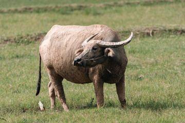 Obraz premium Thai buffalo grazing on green pasture in rural countryside, showcasing traditional livestock, peaceful farm life, and agricultural heritage in natural outdoor environment under sunlight