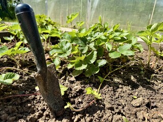 Small garden trowel lying in soil near young strawberry plants