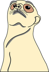 Cute meerkat
