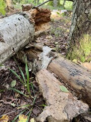 Old fallen tree trunk covered with moss and bark lying on the forest floor