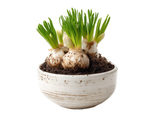 easter egg in a basket