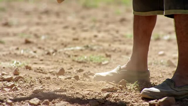 Farmer diligently hammers wooden stake into dry, cracked earth for agricultural planting.